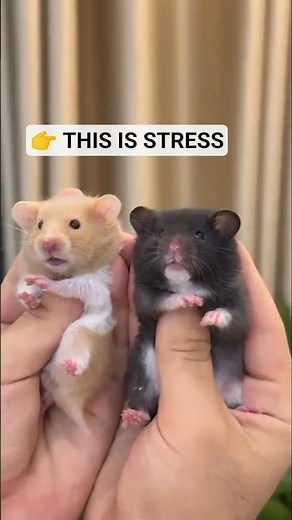 Cage Chewing = Your Hamster Is Suffering 🐹 #shorts #hamster