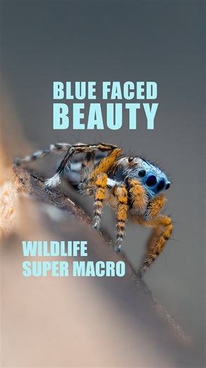 Jamie Hall on Instagram: "Blue-Faced-Beauty One of my favourite jumping spiders thanks to its uniquely blue face 💙 _______________________ *************************** 🕷 Banyowla Peacock Jumping Spider 🧬 Maratus banyowla 📸 @omsystem.cameras OM-EM1X 🔎 M.zuiko 90mm 3.5 💡 Goddox V860iii 🌥️ Pro @ak_diffuser (Link in Bio) 🥞 Focus Stacked Images, Handheld 📐 2-3mm (approx) 🔧 @camerabits PhotoMechanic Media Browser 📅 September 2023 📍 Perth Australia ______________________ ********************