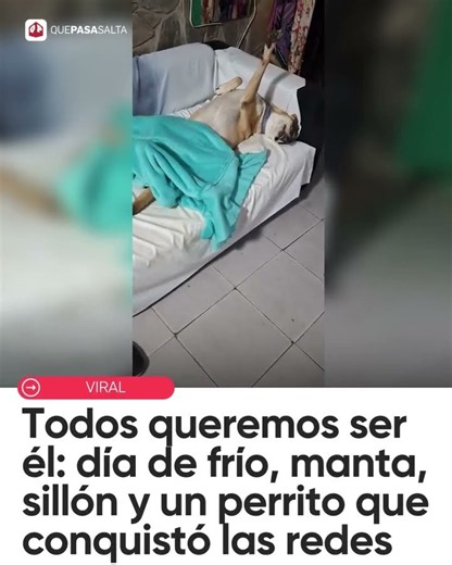 🐶❤️ TODOS QUEREMOS SER ÉL: DÍA DE FRÍO, MANTA, SILLÓN Y UN PERRITO QUE CONQUISTÓ LAS REDES