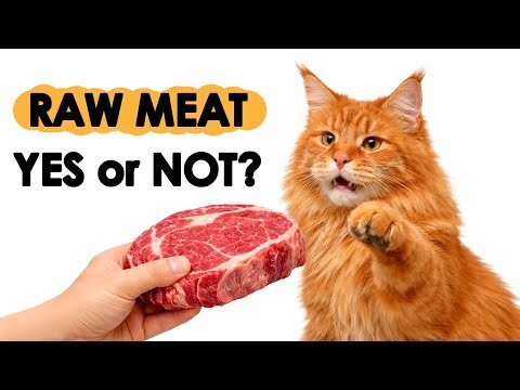 Raw vs Cooked Meat for Cats – Which Is Better?