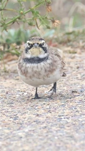 Horned Lark/Shore Lark