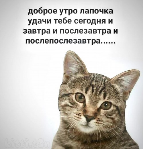 Adorable Everyday Cat Pictures with #Meow #KittensLove #DailyKitties