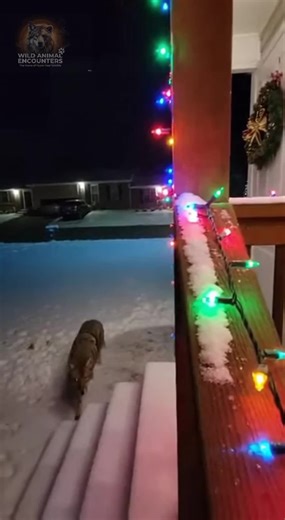 POV: You left your phone recording the pretty Christmas lights... Guess some holiday visitors aren't here for carols. Would you reach for your phone or run? #wildlife #WildAnimalEncounters #Coyote #PorchAttack #ChristmasVibes #ScaryAnimal #USA #Viral