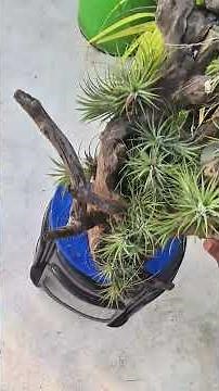 Best AIR PLANTS You Can Grow Without Soil 😍🔥