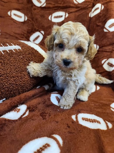 HobbysPets darling poochon puppies. A male and a female are available for deposits!! Contact us for more info #puppylove #lovemypups #puppy #puppytraining #puppylife #ilovemydog #hobbyspets #poochon #bichonfrise #toypoodle | Hobbys Pets