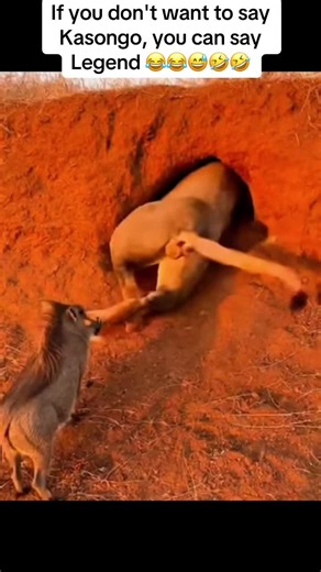 Understanding the Kasongo Legend in Popular Culture