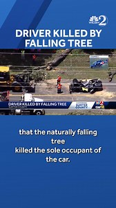 132K views · 545 reactions | A man is dead after a tree fell on his car and crushed it while he was driving on a road in Wildwood on Thursday, police told WESH 2. This is still a developing story, click the link below to stay up to date. https://www.wesh.com/article/tree-crushes-car-road-central-florida/65438036 #Wildwood #FallingTree #Accident #Sumter #SumterCounty | WESH 2 News | Facebook