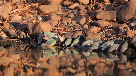 432 reactions | ✨ What a breathtaking moment! Hundreds of wild finches gathering together to drink water — a true symphony of nature’s beauty and harmony. Watching them reminds us how peaceful and pure life can be in the wild.  #WildlifeFinches #NatureLovers #BirdWatching #FinchFlock #WildlifePhotography #NatureBeauty #BirdsOfTheWorld #FinchesOfInstagram #WildNature #PeacefulMoments #BirdsDrinkingWater #NatureVibes | Nihal Bird's Canvass | Facebook