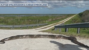 12-foot, 80-pound python found in Central Florida