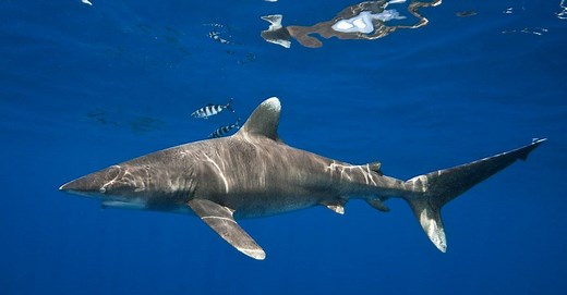 8 Sharks in the Indian Ocean