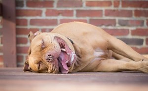 Genetic Time Bomb? The Truth About Exercise-Induced Collapse In Dogs