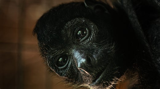 She was one of the world's oldest spider monkeys. Fort Rickey zoo mourns loss of Gummy