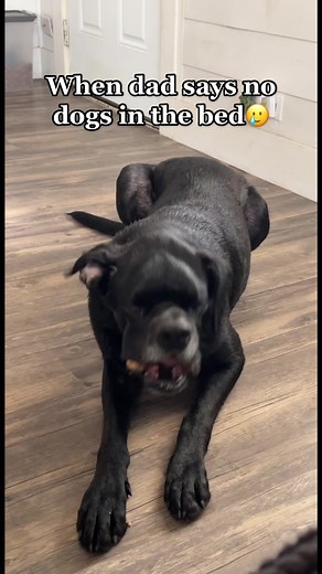 It’s truly Shiloh’s world and we’re just living in it🤷🏼‍♀️#healthadepopit #distemperawareness #shiloh #dogsofttiktok #fyp #dogmom