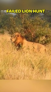 Lions Miss the Easiest Zebra Meal Ever! - Latest Wildlife Sightings #WildlifeSightings #Lions #Zebra #Safari #NatureLovers #KrugerNationalPark #AnimalEncounters #IncredibleMoments #TravelVlog #WatchThis | Ruby Life
