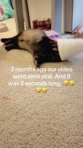 Still funny. 🤣 #viral #fyp #ferretsoftiktok #ferrets #ferretmom