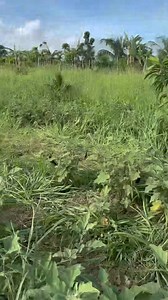 1.2M views · 33K reactions | Harvest time Talong Sili Kamatis Nahulog si kuya sa duyan | Jorgen TV | Facebook