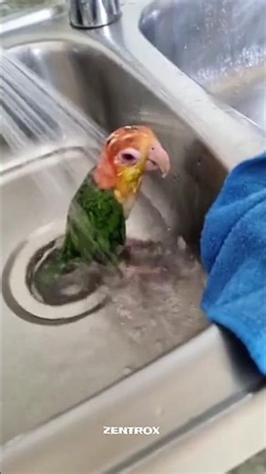 Bird core☠️. #funny #birds #animals #shortsfeed