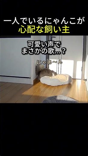 一人でいるにゃんこが心配でホームカメラを見て泣いてしまった飼い主