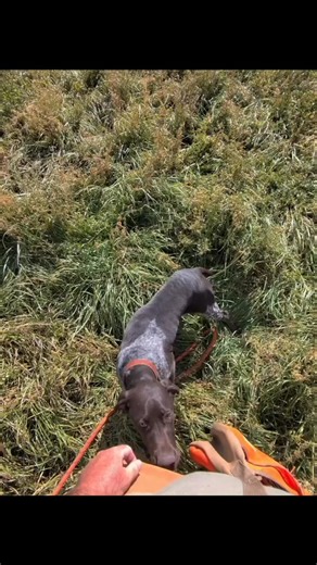 Check out my latest video | Best Gun Dogs