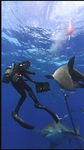 #fypシ゚viralシfypシ゚ #viralreels #fypviralシ #sea #fishingworld #sharkattack #fishing #fishinglife #spearfishing_international | Ariel's Fishing