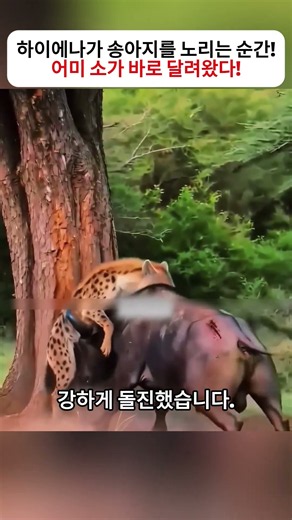 하이에나가 송아지를 노리는 순간! 어미 소가 바로 달려왔다! #하이에나 #소 #송아지 #야생동물 #동물본능