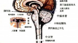 压迫学说——脊髓空洞症