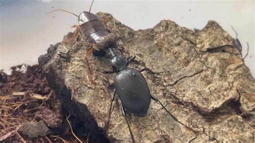 久违的掘蜗步甲（Scaphinotus）捕食