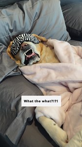 3.7M views · 51K reactions | Everytime I get ready to go to bed, Magnus steals my spot. What is your dog's bedtime routine? #relatable #dog #funnydog #labrador #doglife #dogdad #goodboy #dogsoffacebook #dogsofinstagram | Magnus The Therapy Dog | Facebook