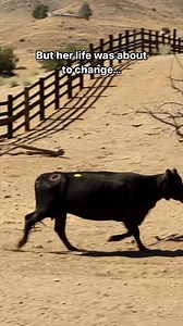 85K views · 7K reactions | June and Susan are the only survivors of a mass escape from a slaughterhouse in 2021. Together, they’re overcoming their trauma and healing at Farm Sanctuary. | Farm Sanctuary | Facebook