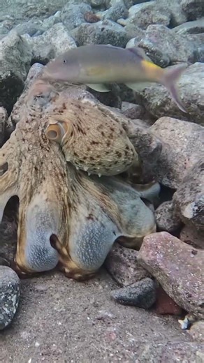 Octopus Spreads Into a Living Net While Changing Color and Texture 🐙🎥🌪️