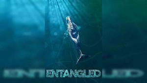 Entangled | Release Date, Reviews, Cast, and Where to Watch