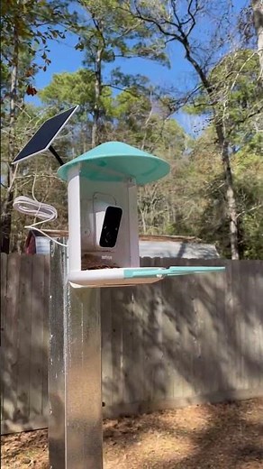 Introducing The Netvue Birdfy Feeder with Solar Charging! #birds #birdwatching #wildlife