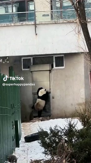 Playful Pandas: Cute Compilation of Funny Panda Moments