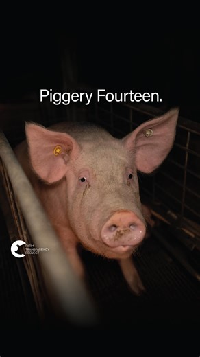 Farm Transparency Project on Instagram: "This next piggery, owned by Rivalea Australia, is spread over two sites in St Arnaud, Victoria. Piggery 14 - St Arnaud Piggery, St Arnaud 🐷 Last month, dozens of activists investigated twenty piggeries across Victoria, to document and expose the brutal reality endured by farmed pigs. At St Arnaud, investigators discovered mothers trapped in filthy metal cages nursing their piglets. Some of the piglets had died and were decomposing. Bodies also showed evi