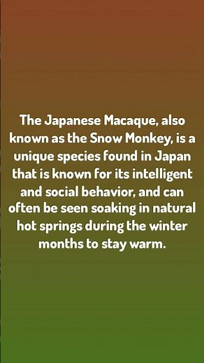 Japan Facts / The Japanese Macaque, also known as the Snow Monkey,...