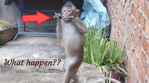 oh my god !! A cute and lovely baby, What happens to monkey Jonny when he bites scissor?? | My Monkey Jonny