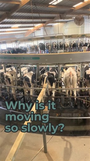 Seeing a milking carousel move in real time might look slow… and that’s exactly the point! We only want each cow to go around once, and the pace is carefully timed. From the initial udder check, to attaching the milker, to the final teat cleaning, every step needs enough time to be done properly. Slow and steady = healthy cows and high-quality milk! #dairy #cows #dairygoround #dairydoc #dairykind | Dairy Doc