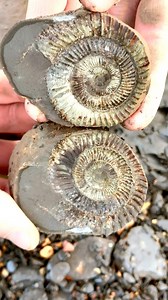 549K views · 3.9K reactions | We came across a fresh shale landslide!...