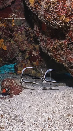 Catherine Anne Hoelzer on Instagram: "Five juvenile drums performing a beautiful ballet for me. 🤩 If you look closely, you can see the itty bitty one on the far left side. ⭐️ 📹GoPro 12 with AOI wide angle lens 📍Paradise Reef, Cozumel #Drumfish #juveniledrumfish #macro #macro_brilliance #macrophotography #macrovideo #buceo #tauchen #duiken #plongee #gopro #aoi #uwvideo #underwaterworld #underthesea #seasponge #colors #scuba #scubadiving #padi #islacozumel #beautifulthings #fish"