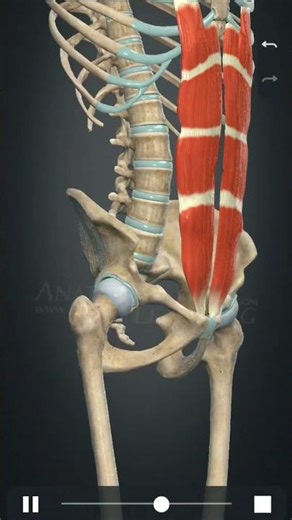 Rectus Abdominis Muscle #new #wnato #anatomy #anime #science #biology #fitness #gym #trend #news