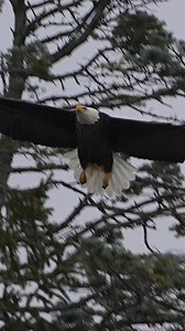 Bald eagle coming in for a landing on its favorite pine tree …#Sony #sonyalpha #sonyphotography #sonyprousa #natgeo #natgeoyourshot #natgeowild #eagles #baldeagles #usa #birdsofprey #predator #birds #wildlife #wildlifephotography #natgeowildlife #birdsofinstagram #birdwatching #wildanimals #wildlifeplanet #naturelovers #naturephotography #bbcearth #natgeowildlife #wildlifeconservation | Mike J Dukarm