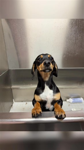 An inside look at the salon today!! #prettypaws #grooming #Granbury | Pretty Paws