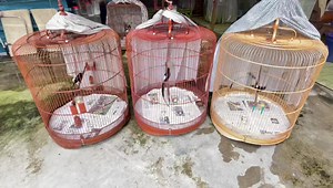 All three slow dance…. 🤣 | Alan Pang Shama page Singapore