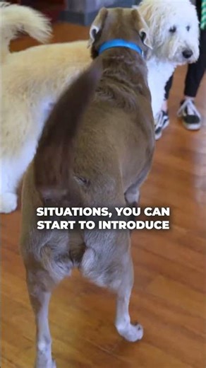 Proofing/Maintaining Your Dog's Mounting: Step By Step (2/2) #dogsocialization #dogtraining
