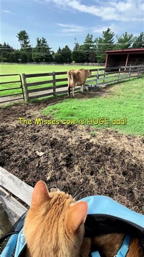 😻 Peanut meets a MASSIVE COW again! 🐄 #peanut #orangecat #catlife #catdad