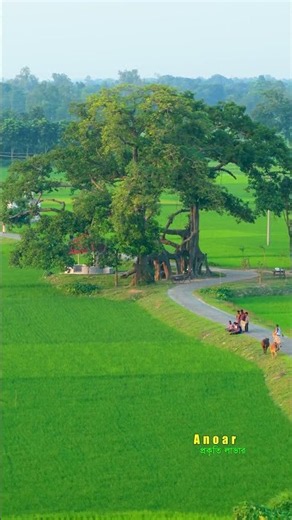 Ancient Banyan Tree in the Heart of Greenery—A Silent Witness to Centuries of History