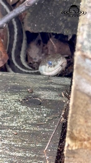 10K views · 212 reactions | How neat is that?!  I hung out with some snakes this morning! | Ed the Diver | Facebook