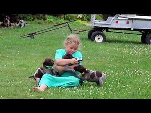 German Shorthaired Pointer Puppies for Sale