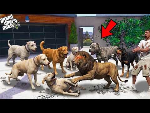 Franklin Tiger Attacked Wild Street Dogs In Los Santos | Gta 5
