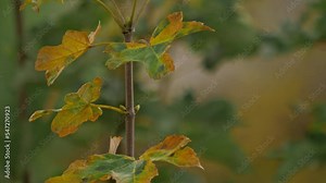 Sycamore maple's leaves shivering in the wind